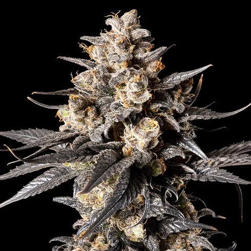 00 Seeds - Apple Bananas